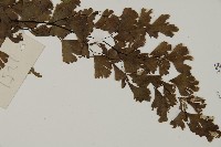 鐵線蕨藏品圖，第3張