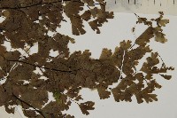 鐵線蕨藏品圖，第4張