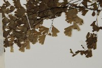 鐵線蕨藏品圖，第5張