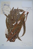 披針新月蕨藏品圖，第1張