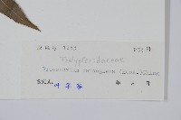 披針新月蕨藏品圖，第2張