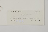 腫足蕨藏品圖，第2張