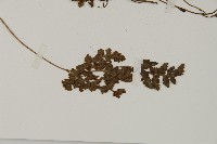 腫足蕨藏品圖，第3張