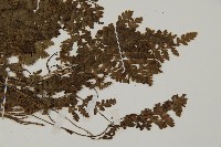 腫足蕨藏品圖，第4張