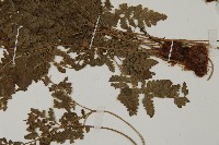 腫足蕨藏品圖，第5張