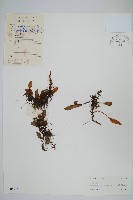 有柄石韋藏品圖，第1張