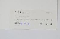 有柄石韋藏品圖，第2張