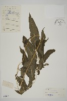 登錄號:P004949藏品圖，第1張