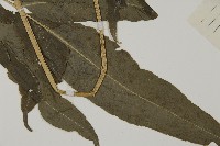 登錄號:P004949藏品圖，第3張