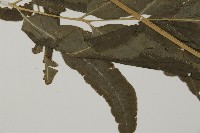 登錄號:P004949藏品圖，第4張