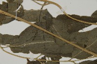 登錄號:P004949藏品圖，第5張