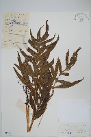 登錄號:P004950藏品圖，第1張