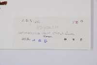 華東安蕨藏品圖，第6張