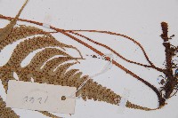 華東安蕨藏品圖，第7張