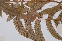 華東安蕨藏品圖，第8張