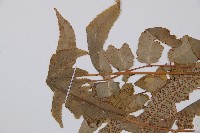 華東安蕨藏品圖，第9張