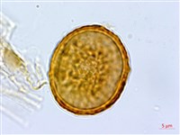 華東安蕨藏品圖，第3張