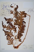 生芽狗脊蕨、頂芽狗脊蕨藏品圖，第1張