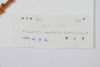 生芽狗脊蕨、頂芽狗脊蕨藏品圖，第2張