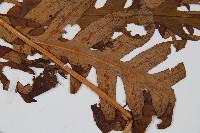 生芽狗脊蕨、頂芽狗脊蕨藏品圖，第3張