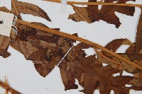 生芽狗脊蕨、頂芽狗脊蕨藏品圖，第4張