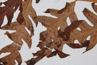 生芽狗脊蕨、頂芽狗脊蕨藏品圖，第5張