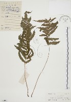 毛蕨藏品圖，第1張