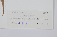 細齒貫眾蕨藏品圖，第2張