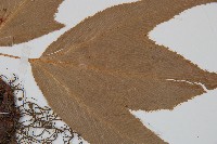 細齒貫眾蕨藏品圖，第3張