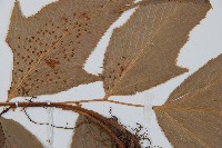 細齒貫眾蕨藏品圖，第4張