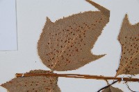 細齒貫眾蕨藏品圖，第5張