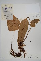 盾蕨藏品圖，第1張