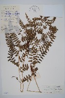 華中蹄蓋蕨藏品圖，第1張