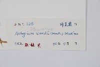 華中蹄蓋蕨藏品圖，第2張