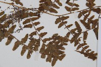 華中蹄蓋蕨藏品圖，第3張