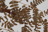 華中蹄蓋蕨藏品圖，第4張