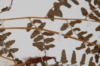 華中蹄蓋蕨藏品圖，第5張