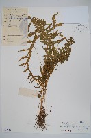 密腺副金星蕨藏品圖，第1張