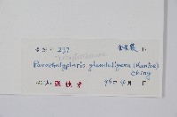 密腺副金星蕨藏品圖，第2張