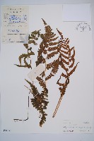 假蹄蓋蕨藏品圖，第1張