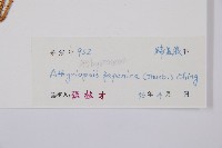 假蹄蓋蕨藏品圖，第3張