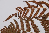 假蹄蓋蕨藏品圖，第5張