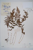 密腺副金星蕨藏品圖，第1張