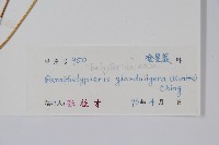 密腺副金星蕨藏品圖，第2張