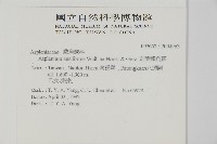 劍葉鐵角蕨、箭葉鐵角蕨藏品圖，第2張