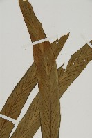 劍葉鐵角蕨、箭葉鐵角蕨藏品圖，第3張