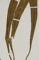 劍葉鐵角蕨、箭葉鐵角蕨藏品圖，第4張