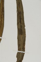 劍葉鐵角蕨、箭葉鐵角蕨藏品圖，第5張