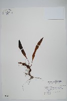 鱗瓦葦、長柄瓦葦藏品圖，第1張