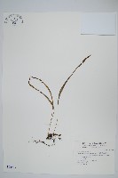 擬烏蘇里瓦葦藏品圖，第1張